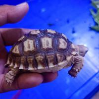 Gambar kura sulcata 7 - 8 cm ternakan sendiri dari sulcata kebumen undefined 5 Tokopedia