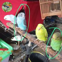 Gambar burung parkit lokal jinak - sepasang dari antosaprudin undefined 3 Tokopedia