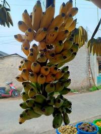 Gambar Pisang Uli 1 Tandan dari TriMedia Shop undefined 1 Tokopedia