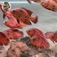 Gambar Leopard Oscar / Black Nemo Real dari predastorefish undefined 2 Tokopedia