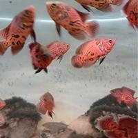 Gambar Leopard Oscar / Black Nemo Real dari predastorefish undefined 4 Tokopedia