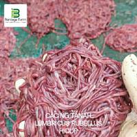 Gambar CACING TANAH LUMBRICUS RUBELLUS HIDUP - 100 Gr dari Buniaga Farm undefined 2 Tokopedia