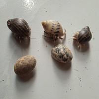 Gambar Klomang atau Komang komang hidup dari MULKI MAKMUR undefined 2 Tokopedia