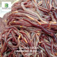 Gambar CACING TANAH LUMBRICUS RUBELLUS HIDUP - 100 Gr dari Buniaga Farm undefined 1 Tokopedia