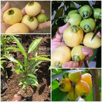 Gambar Bibit buah jambu mawar rose apple keraton air si wangi dari BIBIT TANAMAN PILIHAN undefined 1 Tokopedia