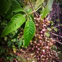 Gambar BIBIT STEK POHON LEGUNDI/GANDASARI dari Prisma_shoop undefined 2 Tokopedia