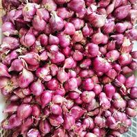 Gambar Brambang Bawang Merah Jawa 1KG dari ALBA FROZEN FOOD undefined 1 Tokopedia