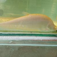 Gambar Ikan Belida Albino Bangkok size +/- 20 cm dari GM Store Online_NEW undefined 1 Tokopedia