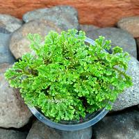 Gambar Pakis Ambon tanaman hias Paludarium Terrarium dari draquatic new undefined 1 Tokopedia