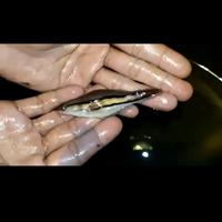 Gambar Hiasan Ikan Toman shortbody dari Long Journey FISH undefined 1 Tokopedia