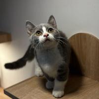 Gambar Kucing Munchkin BSH bicolor blue & white jantan 4 bulan sudah vaksin dari Gummy cattery undefined 1 Tokopedia
