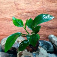 Gambar Anubias Nana (m) dari Draquatic Karang Tengah undefined 1 Tokopedia