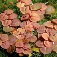 Gambar Tanaman Apung Aquascape 5 rumpun | Phyllanthus Fluitans | Amazon Frogbit - Frogbit dari Draquatic Karang Tengah undefined 3 Tokopedia
