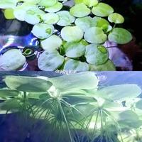 Gambar Tanaman Apung Aquascape 5 rumpun | Phyllanthus Fluitans | Amazon Frogbit - Frogbit dari Draquatic Karang Tengah undefined 2 Tokopedia