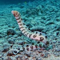 Gambar snowflake eel aquarium laut lucu unik dari Poltangan Reef Marine undefined 1 Tokopedia