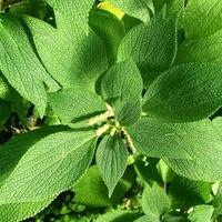 Gambar SERAT ALAM NANAS AGAVE RAMI KENAF ASLI RAMBUT PECUT JARAN KEPANG - KENAF 500GR (0.5KG) dari GERAISURYA undefined 4 Tokopedia
