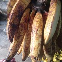 Gambar Pisang tanduk candi jumbo dari Warung Rizkimaret undefined 1 Tokopedia
