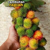 Gambar bibit rambutan rapiah unggul siap tanam dan cepat berbuah - Tanaman dari HUDAsoph undefined 1 Tokopedia