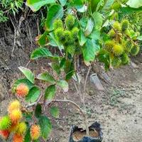 Gambar bibit rambutan rapiah unggul siap tanam dan cepat berbuah - Tanaman dari HUDAsoph undefined 2 Tokopedia