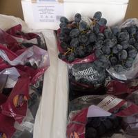 Gambar SUPPLIER BUAH IMPORT | Anggur Autumn Tanpa Biji (Seedless) dari The Fresh Box Indonesia undefined 1 Tokopedia