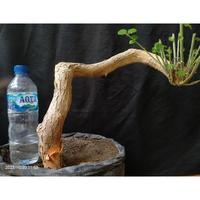 Gambar bahan bonsai sisir kaliage bonsai hidup tanaman subur dari Ryms12 undefined 4 Tokopedia