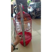 Gambar READY CUCI GUDANG, SANGKAR KANDANG HELOPED PLECI WARNA MERK CACA dari ALAM PUTERA undefined 2 Tokopedia