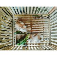 Gambar KANDANG RAKIT KANDANG AYAM JAGO dari ALAM PUTERA undefined 4 Tokopedia