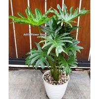 Gambar tanaman hias dalam ruangan - philodenron jadi selloum jumbo Rimbun+pot - PLUS BATU PANCA dari Adifa flower shop undefined 3 Tokopedia