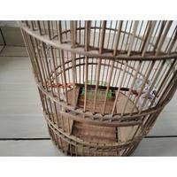 Gambar sangkar burung cungkok D24 bulat pleci Kolibri full bambu - Kurungan aja, Sangkar dari ALAM PUTERA undefined 2 Tokopedia