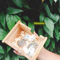 Gambar hamster winter white (Bagi Wilayah jogja) dari marspetzone undefined 1 Tokopedia