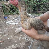 Gambar Babon Cetak Trah Mangon Yokeree pakai segel sayap import dari Airlangga123 undefined 2 Tokopedia
