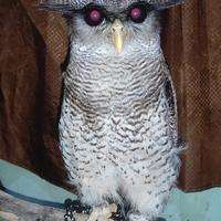 Gambar bubo sumatranus dari aneka hewan kalideres undefined 3 Tokopedia