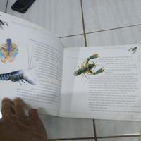 Gambar MENJADI JUTAWAN DENGAN PEMBENIHAN LOBSTER AIR TAWAR-TIM AGRO-A2 dari Guru Bangsa 4 undefined 4 Tokopedia