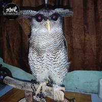 Gambar bubo sumatranus dari aneka hewan kalideres undefined 1 Tokopedia