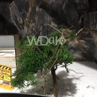 Gambar MOSS PRESERVED MOSS JAVA DI AWETKAN dari Wadako aquatic undefined 5 Tokopedia