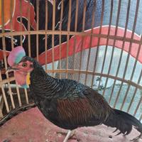 Gambar Paket Ayam Hutan Hijau 1 Jantan + 2 Betina Terlaris dari Behutan Farm undefined 2 Tokopedia