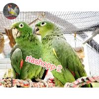 Gambar burung mealy Amazon parrot import sepasang mewah sekali dari riashop-2 undefined 1 Tokopedia