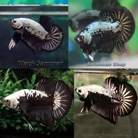 Gambar Cupang Black Samurai - Ikan Cupang - Betta Fish - Cupang Samurai - betina dari Arrahman Shop2 undefined 1 Tokopedia