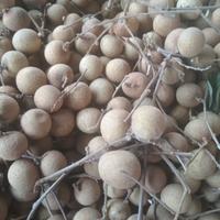 Gambar Buah Kelengkeng fresh segar - 1000 gram / 1kg dari Doyan Daging Store Depok undefined 2 Tokopedia