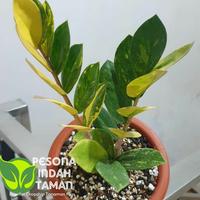 Gambar Tanaman hias zamia culcas varigata - Zamia dollar varigata - batang daun 1 dari pesona indah taman undefined 2 Tokopedia