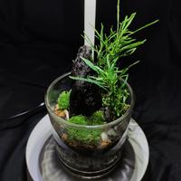 Gambar Mini terra - open terrarium| forest in your room - DIY/KIT dari Terrarium.jakarta undefined 3 Tokopedia