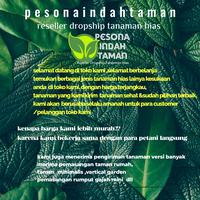 Gambar Tanaman hias zamia culcas varigata - Zamia dollar varigata - batang daun 1 dari pesona indah taman undefined 3 Tokopedia