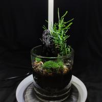 Gambar Mini terra - open terrarium| forest in your room - DIY/KIT dari Terrarium.jakarta undefined 1 Tokopedia
