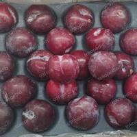 Gambar BUAH PLUM RED SUPER FRESH 1 KG dari 99Fruit Shop undefined 1 Tokopedia