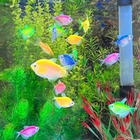 Gambar ikan hias warna warni aquarium air tawar dari The Rock kreatif undefined 2 Tokopedia