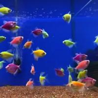 Gambar ikan hias warna warni aquarium 1 air tawar dari The Rock kreatif undefined 1 Tokopedia