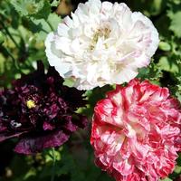 Gambar Benih Biji Bunga Poppy Peony Mixed dari Tropical Garden Store undefined 3 Tokopedia