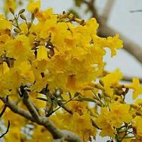 Gambar pohon- tanaman hias bunga tabebuya(Handroanthus chrysotrichus)tinggi 2 meter dari dastin taman hias undefined 4 Tokopedia