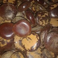 Gambar TERMURAH BIJI BUAH BENDO KERING 250 GRAM dari TOKO JAMU SUKSES undefined 2 Tokopedia