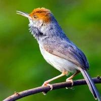 Gambar Burung Prenjak Atas Jantan dari MEGUMI PETHOUSE JAKARTA undefined 1 Tokopedia